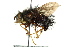 (Rhynchoepalpus griseus - CNC DIPTERA 162401)  @11 [ ] CreativeCommons - Attribution (2012) CNC/CBG Photography Group Centre for Biodiversity Genomics