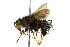  ( - CNC DIPTERA 162402)  @11 [ ] CreativeCommons - Attribution (2012) CNC/CBG Photography Group Centre for Biodiversity Genomics