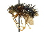  ( - CNC DIPTERA 162407)  @11 [ ] CreativeCommons - Attribution (2012) CNC/CBG Photography Group Centre for Biodiversity Genomics