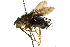  (Rhynchoepalpus plumbeus - CNC DIPTERA 162408)  @11 [ ] CreativeCommons - Attribution (2012) CNC/CBG Photography Group Centre for Biodiversity Genomics