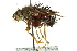  (Rhynchoepalpus rufocinereus - CNC DIPTERA 162409)  @11 [ ] CreativeCommons - Attribution (2012) CNC/CBG Photography Group Centre for Biodiversity Genomics