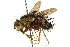  ( - CNC DIPTERA 162410)  @11 [ ] CreativeCommons - Attribution (2012) CNC/CBG Photography Group Centre for Biodiversity Genomics