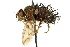  ( - CNC DIPTERA 162411)  @11 [ ] CreativeCommons - Attribution (2012) CNC/CBG Photography Group Centre for Biodiversity Genomics
