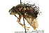  ( - CNC DIPTERA 162412)  @11 [ ] CreativeCommons - Attribution (2012) CNC/CBG Photography Group Centre for Biodiversity Genomics