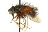  ( - CNC DIPTERA 162413)  @11 [ ] CreativeCommons - Attribution (2012) CNC/CBG Photography Group Centre for Biodiversity Genomics