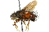  ( - CNC DIPTERA 162415)  @11 [ ] CreativeCommons - Attribution (2012) CNC/CBG Photography Group Centre for Biodiversity Genomics