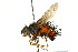  (Rhynchoepalpus rufotranslucens - CNC DIPTERA 162416)  @11 [ ] CreativeCommons - Attribution (2012) CNC/CBG Photography Group Centre for Biodiversity Genomics