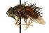  ( - CNC DIPTERA 162417)  @11 [ ] CreativeCommons - Attribution (2012) CNC/CBG Photography Group Centre for Biodiversity Genomics