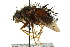  ( - CNC DIPTERA 162418)  @11 [ ] CreativeCommons - Attribution (2012) CNC/CBG Photography Group Centre for Biodiversity Genomics