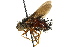  (Rhynchoepalpus rufus - CNC DIPTERA 162419)  @11 [ ] CreativeCommons - Attribution (2012) CNC/CBG Photography Group Centre for Biodiversity Genomics