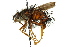 ( - CNC DIPTERA 162420)  @11 [ ] CreativeCommons - Attribution (2012) CNC/CBG Photography Group Centre for Biodiversity Genomics