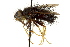  ( - CNC DIPTERA 162422)  @11 [ ] CreativeCommons - Attribution (2012) CNC/CBG Photography Group Centre for Biodiversity Genomics