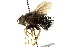  ( - CNC DIPTERA 162423)  @11 [ ] CreativeCommons - Attribution (2012) CNC/CBG Photography Group Centre for Biodiversity Genomics