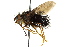  ( - CNC DIPTERA 162424)  @11 [ ] CreativeCommons - Attribution (2012) CNC/CBG Photography Group Centre for Biodiversity Genomics