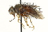  ( - CNC DIPTERA 162426)  @11 [ ] CreativeCommons - Attribution (2012) CNC/CBG Photography Group Centre for Biodiversity Genomics