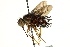  ( - CNC DIPTERA 162428)  @11 [ ] CreativeCommons - Attribution (2012) CNC/CBG Photography Group Centre for Biodiversity Genomics