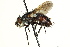  (Copecrypta ruficauda - CNC DIPTERA 162429)  @14 [ ] CreativeCommons - Attribution (2012) CNC/CBG Photography Group Centre for Biodiversity Genomics