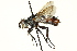  ( - CNC DIPTERA 162430)  @13 [ ] CreativeCommons - Attribution (2012) CNC/CBG Photography Group Centre for Biodiversity Genomics