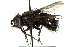  (Vibrissomyia coquilletti - CNC DIPTERA 162434)  @13 [ ] CreativeCommons - Attribution (2012) CNC/CBG Photography Group Centre for Biodiversity Genomics