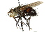  (Vibrissomyia - CNC DIPTERA 162438)  @14 [ ] CreativeCommons - Attribution (2012) CNC/CBG Photography Group Centre for Biodiversity Genomics
