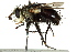  (Archytas apicifer - CNC DIPTERA 162441)  @15 [ ] CreativeCommons - Attribution (2012) CNC/CBG Photography Group Centre for Biodiversity Genomics