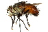  ( - CNC DIPTERA 162445)  @11 [ ] CreativeCommons - Attribution (2012) CNC/CBG Photography Group Centre for Biodiversity Genomics