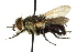  (Archytas sanctaecrucis - CNC DIPTERA 162456)  @14 [ ] CreativeCommons - Attribution (2012) CNC/CBG Photography Group Centre for Biodiversity Genomics