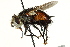  (Archytas lateralis - CNC DIPTERA 162461)  @14 [ ] CreativeCommons - Attribution (2012) CNC/CBG Photography Group Centre for Biodiversity Genomics
