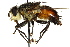  (Archytas sp. 1 - CNC DIPTERA 162477)  @14 [ ] CreativeCommons - Attribution (2012) CNC/CBG Photography Group Centre for Biodiversity Genomics