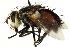  (Archytas sp. 2 - CNC DIPTERA 162479)  @15 [ ] CreativeCommons - Attribution (2012) CNC/CBG Photography Group Centre for Biodiversity Genomics