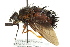  (Eudejeania - CNC DIPTERA 162488)  @15 [ ] CreativeCommons - Attribution (2012) CNC/CBG Photography Group Centre for Biodiversity Genomics