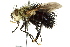  (Jurinella sp. 1 - CNC DIPTERA 162496)  @14 [ ] CreativeCommons - Attribution (2012) CNC/CBG Photography Group Centre for Biodiversity Genomics