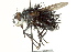  (Jurinella Janzen5317 - CNC DIPTERA 162498)  @11 [ ] CreativeCommons - Attribution (2012) CNC/CBG Photography Group Centre for Biodiversity Genomics