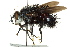  (Jurinella - CNC DIPTERA 162503)  @15 [ ] CreativeCommons - Attribution (2012) CNC/CBG Photography Group Centre for Biodiversity Genomics