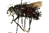  ( - CNC DIPTERA 162504)  @11 [ ] CreativeCommons - Attribution (2012) CNC/CBG Photography Group Centre for Biodiversity Genomics