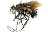  ( - CNC DIPTERA 162505)  @13 [ ] CreativeCommons - Attribution (2012) CNC/CBG Photography Group Centre for Biodiversity Genomics