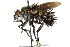  (Jurinella Janzen2105 - CNC DIPTERA 162506)  @14 [ ] CreativeCommons - Attribution (2012) CNC/CBG Photography Group Centre for Biodiversity Genomics