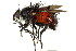  (Juriniopsis - CNC DIPTERA 162513)  @15 [ ] CreativeCommons - Attribution (2012) CNC/CBG Photography Group Centre for Biodiversity Genomics