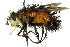  (Protodejeania - CNC DIPTERA 162522)  @15 [ ] CreativeCommons - Attribution (2012) CNC/CBG Photography Group Centre for Biodiversity Genomics