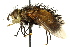  ( - CNC DIPTERA 162524)  @11 [ ] CreativeCommons - Attribution (2012) CNC/CBG Photography Group Centre for Biodiversity Genomics