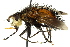  (Protodejeania hystricosa - CNC DIPTERA 162525)  @15 [ ] CreativeCommons - Attribution (2012) CNC/CBG Photography Group Centre for Biodiversity Genomics