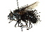  ( - CNC DIPTERA 162532)  @13 [ ] CreativeCommons - Attribution (2012) CNC/CBG Photography Group Centre for Biodiversity Genomics