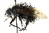  ( - CNC DIPTERA 162534)  @14 [ ] CreativeCommons - Attribution (2012) CNC/CBG Photography Group Centre for Biodiversity Genomics