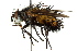  (Protodejeania sp. 1 - CNC DIPTERA 162539)  @11 [ ] CreativeCommons - Attribution (2012) CNC/CBG Photography Group Centre for Biodiversity Genomics