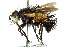  ( - CNC DIPTERA 162540)  @11 [ ] CreativeCommons - Attribution (2012) CNC/CBG Photography Group Centre for Biodiversity Genomics