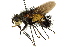  (Protodejeania sp. 2 - CNC DIPTERA 162543)  @11 [ ] CreativeCommons - Attribution (2012) CNC/CBG Photography Group Centre for Biodiversity Genomics