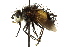  (Protodejeania sp. 3 - CNC DIPTERA 162549)  @11 [ ] CreativeCommons - Attribution (2012) CNC/CBG Photography Group Centre for Biodiversity Genomics