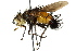  (Protodejeania sp. 4 - CNC DIPTERA 162550)  @11 [ ] CreativeCommons - Attribution (2012) CNC/CBG Photography Group Centre for Biodiversity Genomics