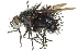  (Protodejeania atrata - CNC DIPTERA 162556)  @15 [ ] CreativeCommons - Attribution (2012) CNC/CBG Photography Group Centre for Biodiversity Genomics