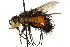  (Protodejeania sp. 7 - CNC DIPTERA 162560)  @14 [ ] CreativeCommons - Attribution (2012) CNC/CBG Photography Group Centre for Biodiversity Genomics
